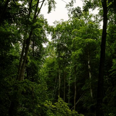  Forest Conservation & Tree Plantation